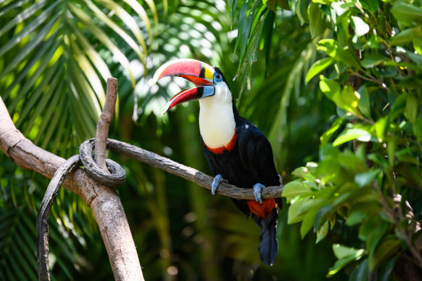 istock Pretty toucan on the branch 1224304540