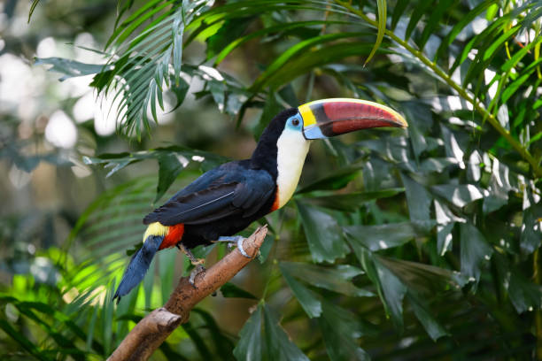 istock Pretty toucan on the branch 1224304542