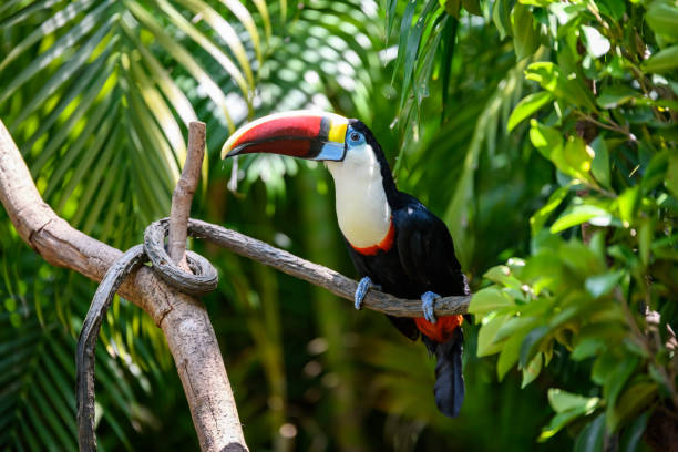 istock Pretty toucan on the branch 1224304545