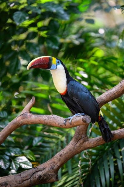 istock Pretty toucan on the branch 1224304547