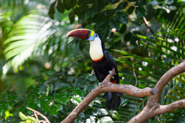 istock Pretty toucan on the branch 1224304549