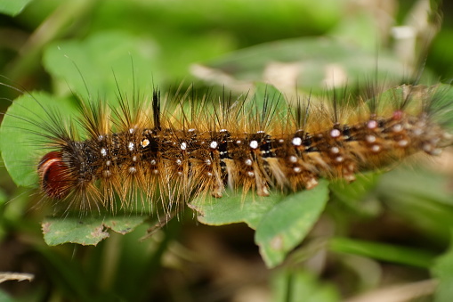 Caterpillar of the Painted Lady Butterfly
