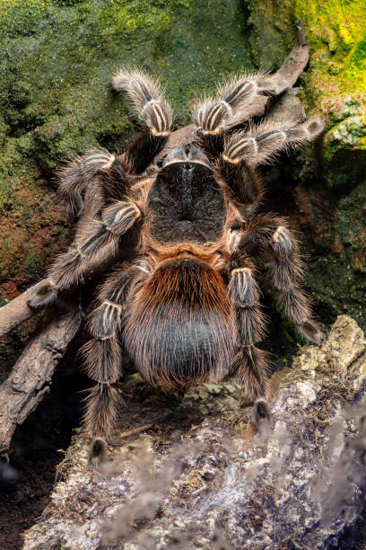 istock Bahia scarlet tarantula (lasiodora klugi) 1224307829