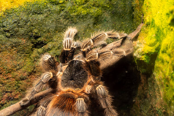 istock Bahia scarlet tarantula (lasiodora klugi) 1224308076