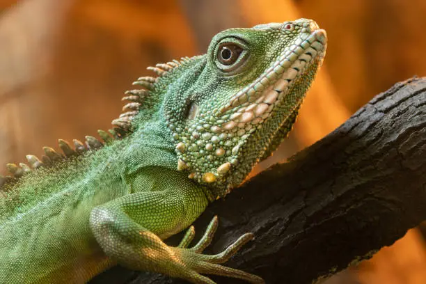 Close up portrait of a Chinese water dragon (physignathus cocincinus) on a branch