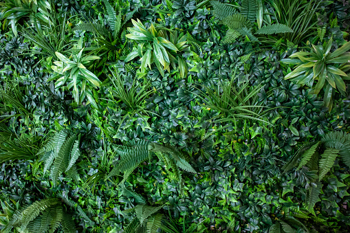 Leafy Interior Green vertical garden wall