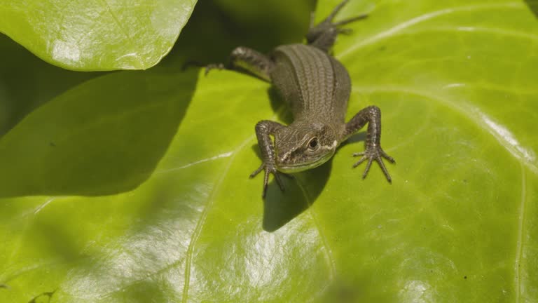 Free Lizard Stock Video Footage 1720 Free Downloads Free Lizard Stock Video Footage 1720 Free Downloads