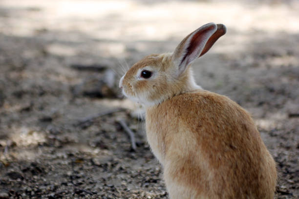 A light brown rabbit turns his back on camera, but still turn his face to the side to be aware if something happens behind