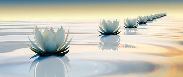 3d lotti fiore su acqua increspatura calma - nature ripple summer plant foto e immagini stock
