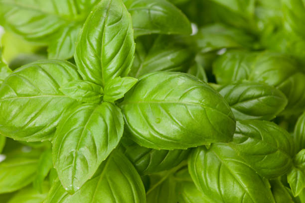 istock basil leaves background. basil leaves texture. top view 1224313242