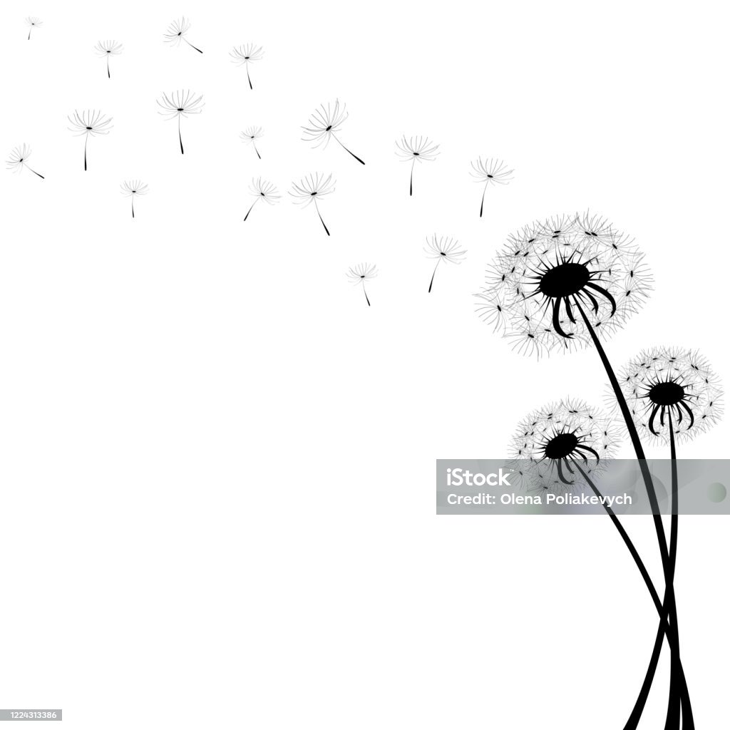 Bồ Công Anh Tinh Tế Trên Nền Trắng Tương Phản Với Lông Tơ Bay Hình ...