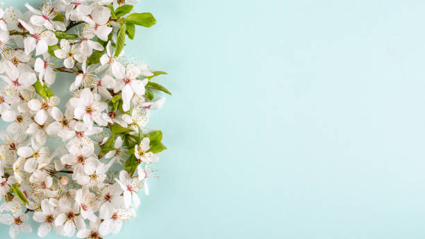istock Spring background. Cherry blossom flowers on blue background. Top view. Copy space. 1224313567
