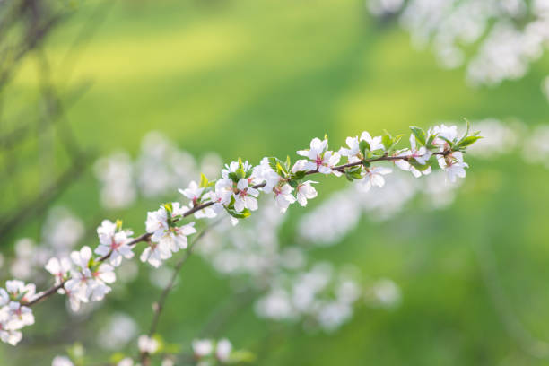 istock Blooming tree branch on a background of green grass in spring time 1224314325