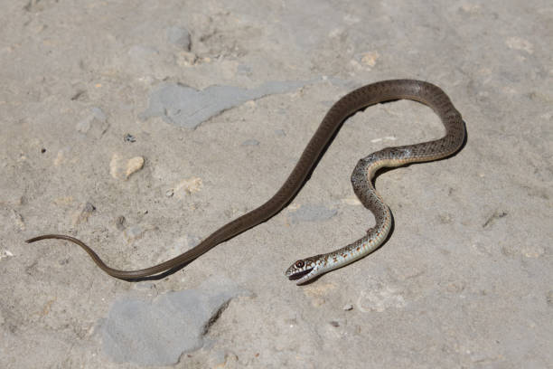 istock Snake with open jaws krupnom plan looks at camera and crawls. Viper and in the courtyard, the concept of catching snakes 1224314379