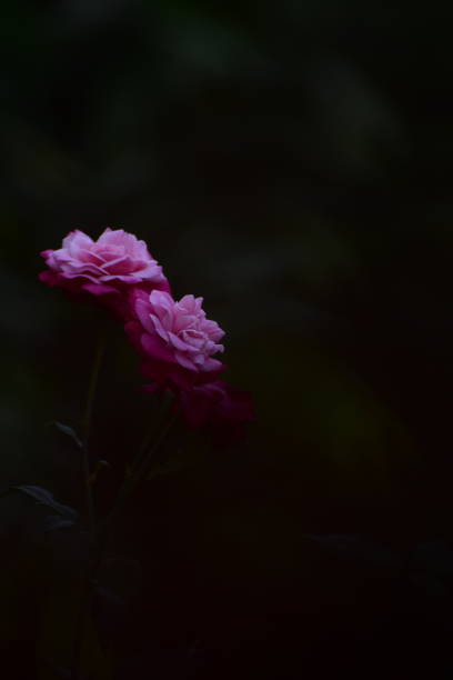 istock Pink roses with dark background having lot of empty space 1224314599