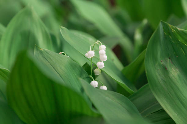 istock White lily of valley on green background 1224315282