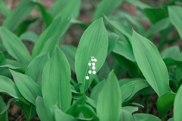 istock White lily of valley on green background 1224315412