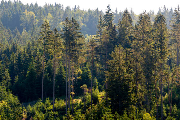istock A group of high trees in the forest, on a slope 1224316117