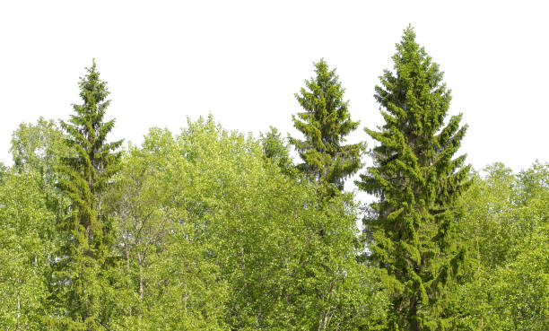istock Green summer forest with pines, public park 1224316188