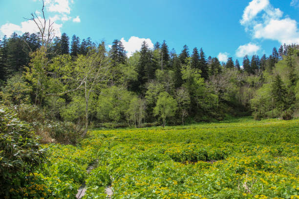 istock Spring bog with yellow flowers 1224316705