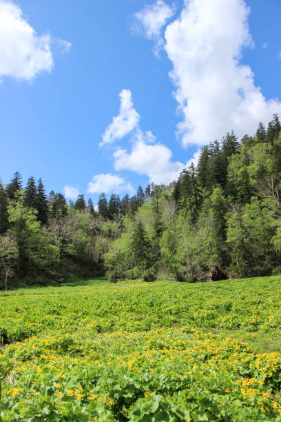 istock Spring bog with yellow flowers 1224316722