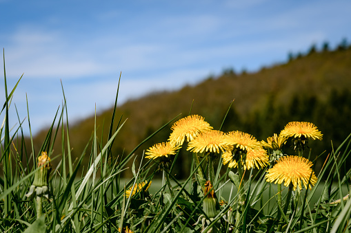 Landscape of a few Common Dandelion (Taraxacum) in a meadow. A blurred mountain is in the background. The sky is slightly overcast.