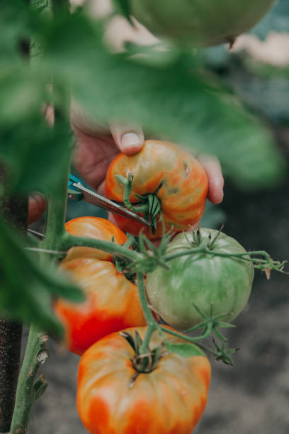 istock Hands cut large tomato with scissors bushes 1224317655