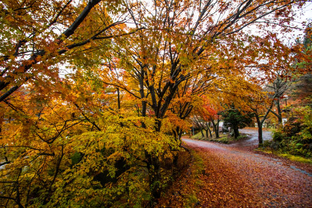 istock Momiji Kairo 1224318010