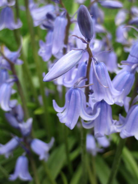 istock Bright Bluebell Flowers Close Up 2020 1224318212