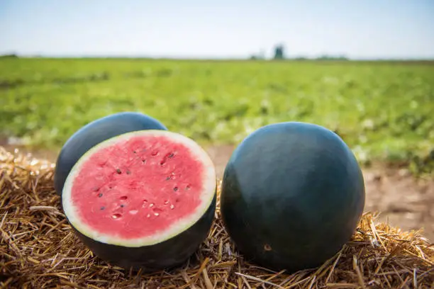 A few watermelons with cut one on the straw with the field background