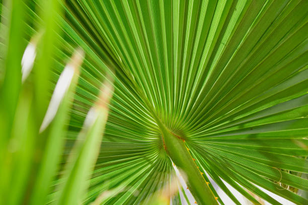 istock Abstract floral green background 1224318482