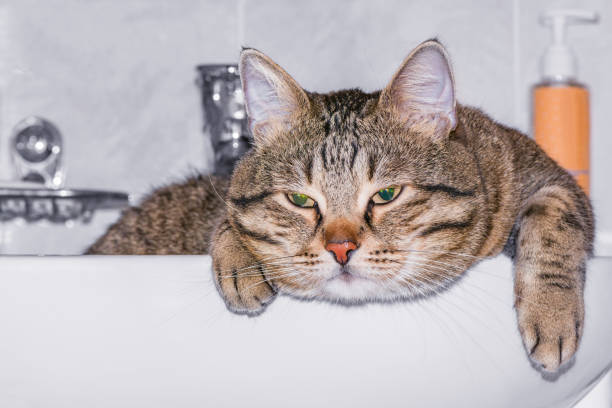 istock Lazy cat in the white bathroom sink. 1224319233