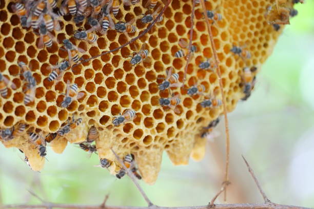 istock bees on honeycomb and defocused background theme 1224319725