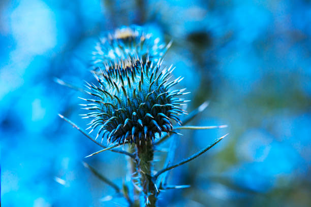 istock Close up image of a burdock flower 1224319898