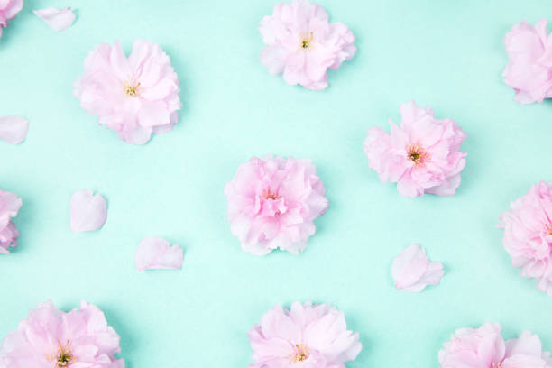 Flower floral pattern with sakura flowers petals and on turquoise background stock photo