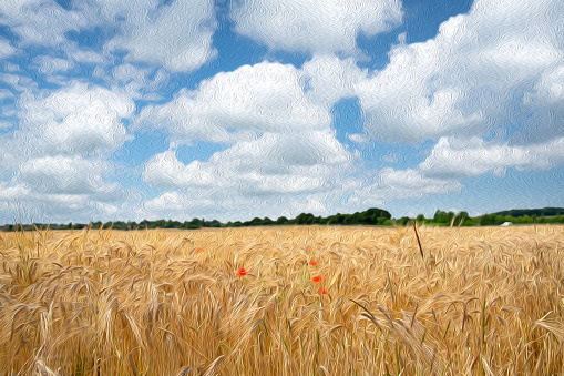 A field of barley, with a few poppies growing alongside for good measure. Processed in a painterly style.