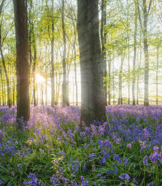 istock Bluebells In An English Beechwood 1224321082