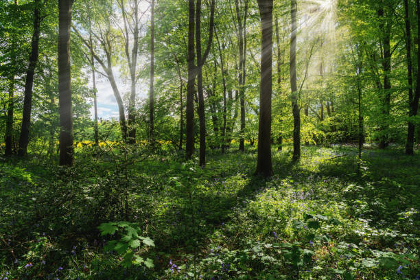 istock Bluebells In An English Beechwood 1224321955