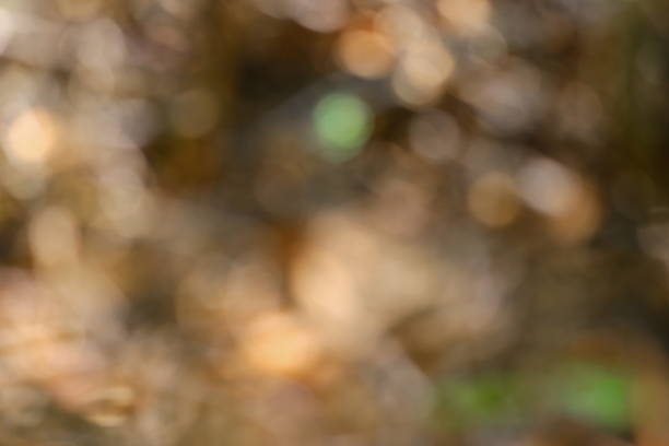 istock defocused autumn leaves background theme 1224322156