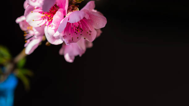 istock Flower on peach branch on black background . 1224322464
