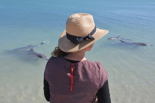 Australian woman looking at  Indo-Pacific bottlenose female dolphins and calves at Shark Bay in Western Australia