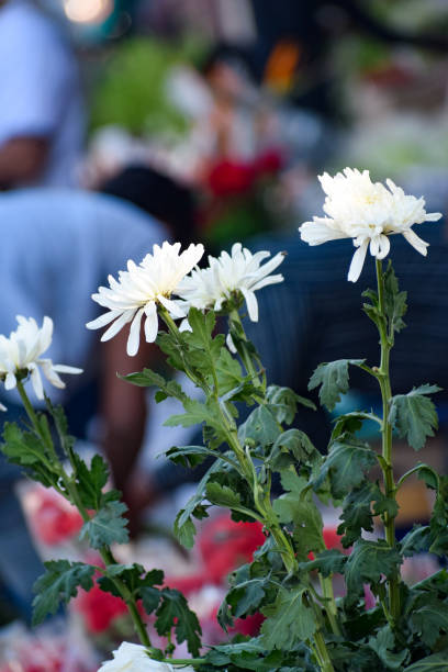 아침에 가지푸르 꽃 시장 상황, 꽃 자체는 중국, 베트남, 태국, 인도, 델리의 꽃 시장에서 왔다 - india bangalore flower business 뉴스 사진 이미지