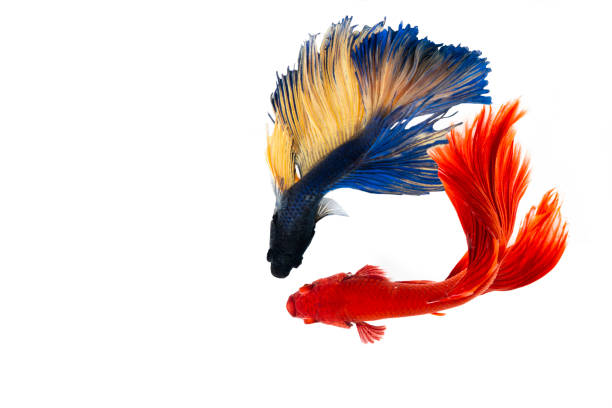 istock abstract Two siamese fighting fish on white background. 1224323691