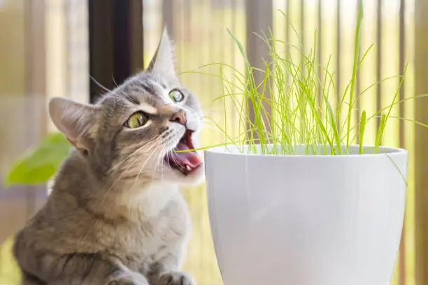 Gray tabby cat eating, sniffing and munching fresh green grass and green oats with funny emotions. Cat grass, pet grass. Pet care, Natural food and vitamins for pets concept. Health of Pets