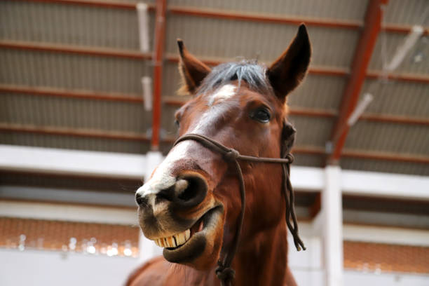 istock Young mare yawn in riding hall on a funny picture 1224323842