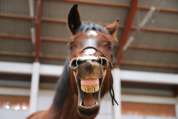istock Young mare yawn in riding hall on a funny picture 1224323845