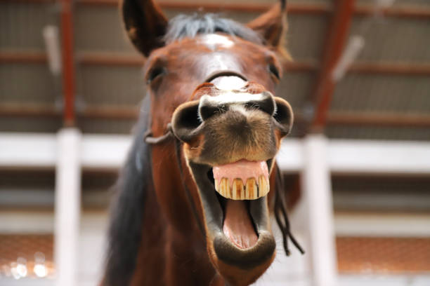 istock Young mare yawn in riding hall on a funny picture 1224323846