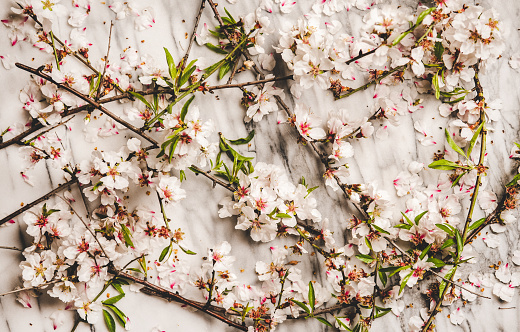 Spring texture, wallpaper and background. Flat-lay of white spring blossom flowers over white marble background, top view, horizontal composition