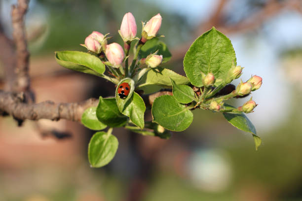 Ladybug on a leaf of a blossoming apple tree in the spring garden