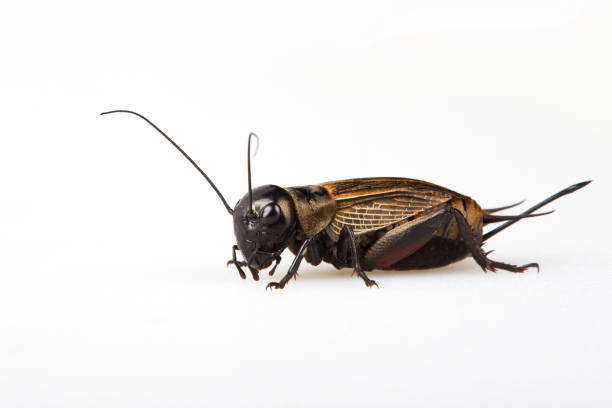 istock Black Gryllus Bimaculatus Cricket Isolated 1224324923